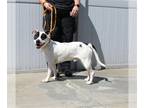 American Pit Bull Terrier-Dalmatian Mix DOG FOR ADOPTION RGADN-1257525 - MR