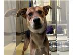 Beagle-German Shepherd Dog Mix DOG FOR ADOPTION RGADN-1257539 - PEETA - Beagle /
