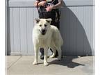 Huskies -Labrador Retriever Mix DOG FOR ADOPTION RGADN-1257578 - HAUKEA - Husky