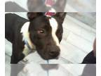 Boston Terrier Mix DOG FOR ADOPTION RGADN-1257592 - MAXINE - Boston Terrier /