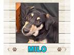 Labrador Retriever DOG FOR ADOPTION RGADN-1257594 - Milo - Labrador Retriever
