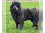 Chow Chow DOG FOR ADOPTION RGADN-1257598 - Addy - Chow Chow (long coat) Dog For