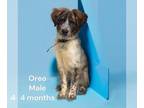 Australian Shepherd-Beagle Mix DOG FOR ADOPTION RGADN-1257600 - Oreo -