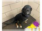 Labrador Retriever Mix DOG FOR ADOPTION RGADN-1257604 - BEAUTY - Labrador