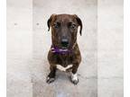 Labrador Retriever DOG FOR ADOPTION RGADN-1257608 - CATHRYN - Labrador Retriever