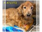 Dachshund DOG FOR ADOPTION RGADN-1257629 - RICCO - Dachshund (medium coat) Dog