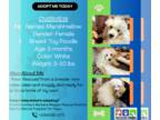 Poodle (Toy) DOG FOR ADOPTION RGADN-1257630 - Marshmallow - Poodle (Toy) (short