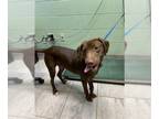 Labrador Retriever Mix DOG FOR ADOPTION RGADN-1257646 - ADELE - Labrador