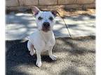 American Pit Bull Terrier Mix DOG FOR ADOPTION RGADN-1257668 - FRECKLES - Pit