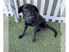 Shepradors DOG FOR ADOPTION RGADN-1257683 - *NORRIE - Labrador Retriever /