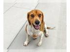 Beagle DOG FOR ADOPTION RGADN-1257732 - WRANGLER - Beagle (medium coat) Dog For
