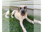 Great Dane DOG FOR ADOPTION RGADN-1257737 - Lilo - Great Dane Dog For Adoption