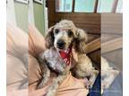 Poodle (Miniature) Mix DOG FOR ADOPTION RGADN-1257738 - Poppi - Poodle