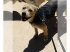 Lakeland Terrier Mix DOG FOR ADOPTION RGADN-1257747 - SPONSOR ME - Gretchen -