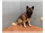 Akita DOG FOR ADOPTION RGADN-1257762 - MEGUMI - Akita (medium coat) Dog For