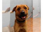 German Shepherd Dog Mix DOG FOR ADOPTION RGADN-1257765 - BOOG - German Shepherd