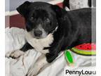 Pembroke Welsh Corgi DOG FOR ADOPTION RGADN-1257774 - PennyLou - Corgi / Terrier