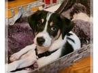 Rat Terrier Mix DOG FOR ADOPTION RGADN-1257775 - Rainey - Rat Terrier / Terrier
