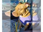 American Pit Bull Terrier DOG FOR ADOPTION RGADN-1257780 - Kat - Pit Bull