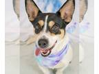 Cojack DOG FOR ADOPTION RGADN-1257781 - Heather - Corgi / Jack Russell Terrier /