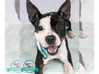 Boxer Mix DOG FOR ADOPTION RGADN-1257782 - Sadi - Boxer / Mixed Dog For Adoption