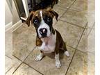 Boxer DOG FOR ADOPTION RGADN-1257786 - Nessa - Boxer (short coat) Dog For
