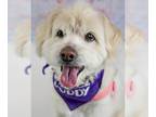 Spaniel Mix DOG FOR ADOPTION RGADN-1257787 - Frances - Spaniel / Terrier / Mixed