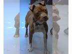 American Pit Bull Terrier DOG FOR ADOPTION RGADN-1257805 - MARLEY - Pit Bull