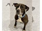 American Pit Bull Terrier DOG FOR ADOPTION RGADN-1257808 - BLAZE - Pit Bull