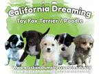 Mix DOG FOR ADOPTION RGADN-1257816 - California Dreamin' Litter - Toy Fox