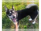 American Eskimo Dog-Huskies Mix DOG FOR ADOPTION RGADN-1257818 - Coco - American
