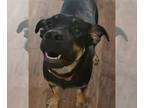 Shepweiller DOG FOR ADOPTION RGADN-1257819 - Stella - German Shepherd Dog /