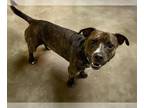 American Staffordshire Terrier DOG FOR ADOPTION RGADN-1257839 - CAPONE -