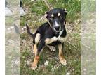 Shepradors DOG FOR ADOPTION RGADN-1257841 - Lacie - Labrador Retriever / German