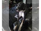 Great Dane Mix DOG FOR ADOPTION RGADN-1257846 - Freya / Loki - Great Dane /