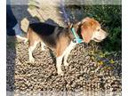 Beagle DOG FOR ADOPTION RGADN-1257847 - Louie - Beagle (short coat) Dog For