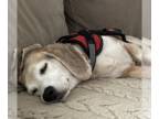 Beagle DOG FOR ADOPTION RGADN-1257848 - Reba III - Beagle Dog For Adoption