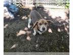 Beagle DOG FOR ADOPTION RGADN-1257849 - Ernie - Beagle (short coat) Dog For
