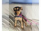 Beagle-Rottweiler Mix DOG FOR ADOPTION RGADN-1257852 - *Reba- Vacation Foster