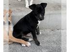 Italian Greyhuahua DOG FOR ADOPTION RGADN-1257855 - Pumpkin - Italian Greyhound
