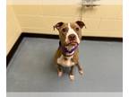 American Pit Bull Terrier Mix DOG FOR ADOPTION RGADN-1257868 - GERTRUDE -