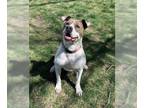 American Pit Bull Terrier Mix DOG FOR ADOPTION RGADN-1257869 - RILO - Pit Bull