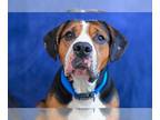 Beagle DOG FOR ADOPTION RGADN-1257905 - Brewer - Beagle / Pit Bull Terrier Dog