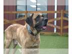 Mastiff DOG FOR ADOPTION RGADN-1257906 - Grady - Mastiff Dog For Adoption