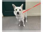 American Eskimo Dog Mix DOG FOR ADOPTION RGADN-1257910 - A514724 - American