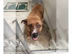 Boxer-Staffordshire Bull Terrier Mix DOG FOR ADOPTION RGADN-1257958 - MOLLY -