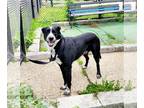 Border Collie Mix DOG FOR ADOPTION RGADN-1257977 - Rex - Border Collie / Mixed