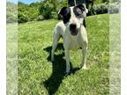 American Pit Bull Terrier Mix DOG FOR ADOPTION RGADN-1257994 - Sassy - Pit Bull