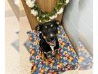 Labrottie DOG FOR ADOPTION RGADN-1258005 - SASSY - Rottweiler / Labrador
