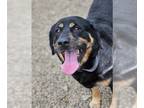 Rottweiler Mix DOG FOR ADOPTION RGADN-1258006 - BAILEY - Rottweiler / Mixed